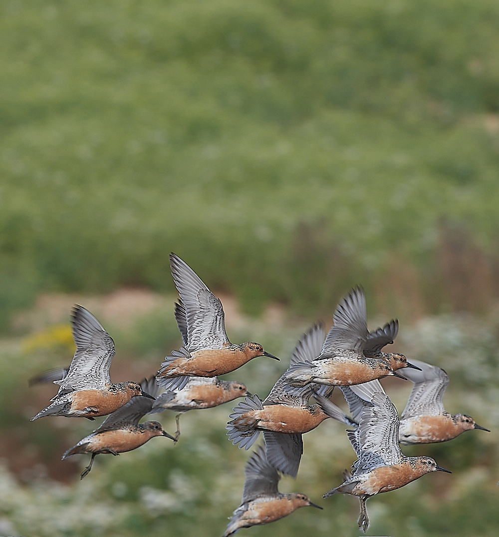 SnettishamKnot&#38;Dunlin280721-39