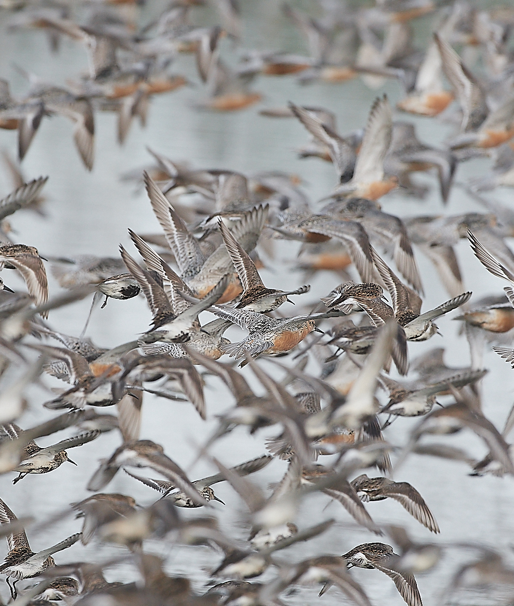 SnettishamKnot&#38;Dunlin280721-4