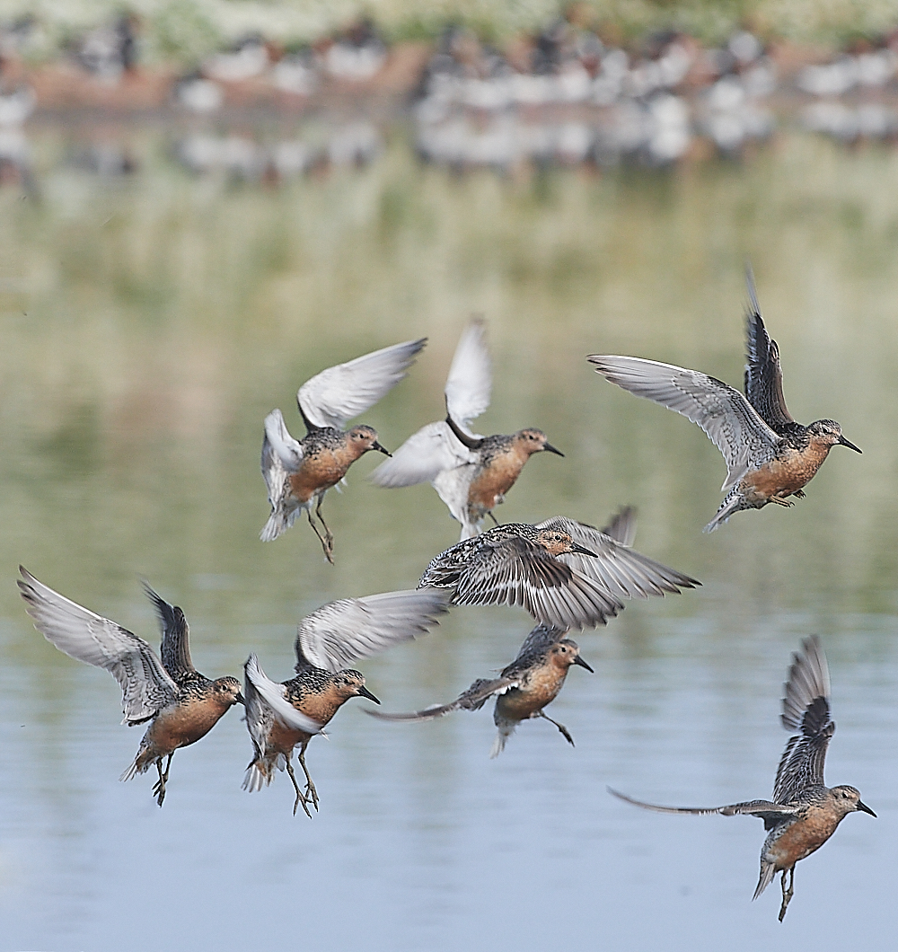 SnettishamKnot&#38;Dunlin280721-41