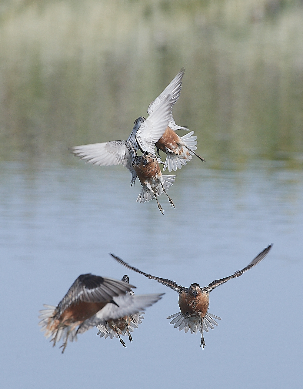 SnettishamKnot&#38;Dunlin280721-43