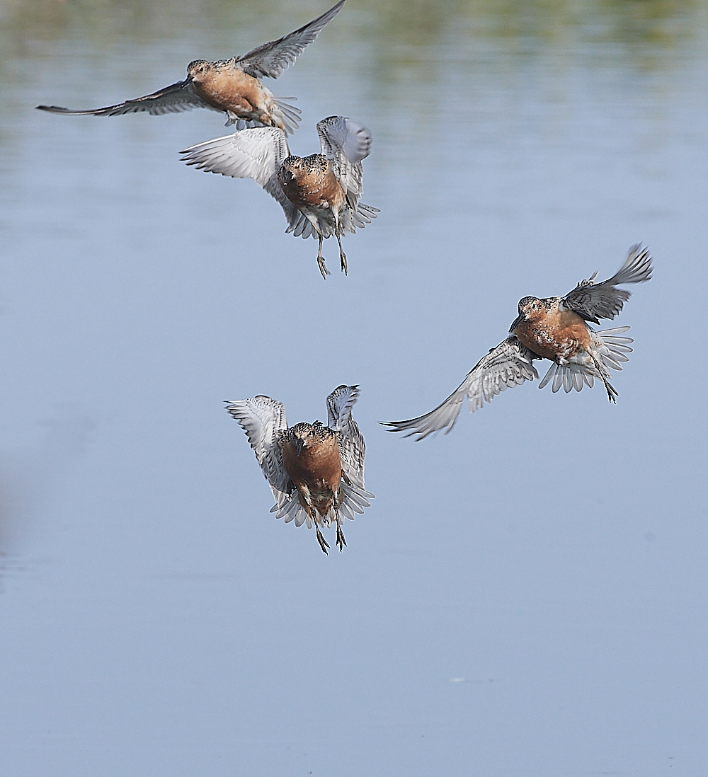 SnettishamKnot&#38;Dunlin280721-44