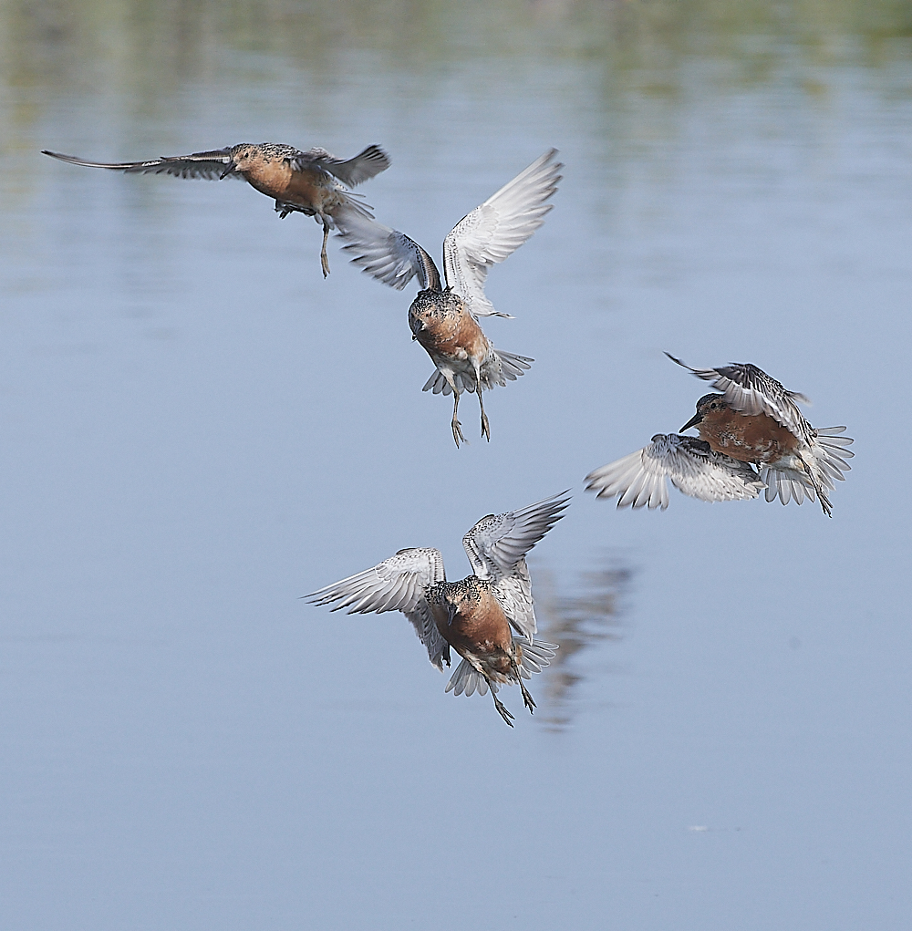 SnettishamKnot&#38;Dunlin280721-45