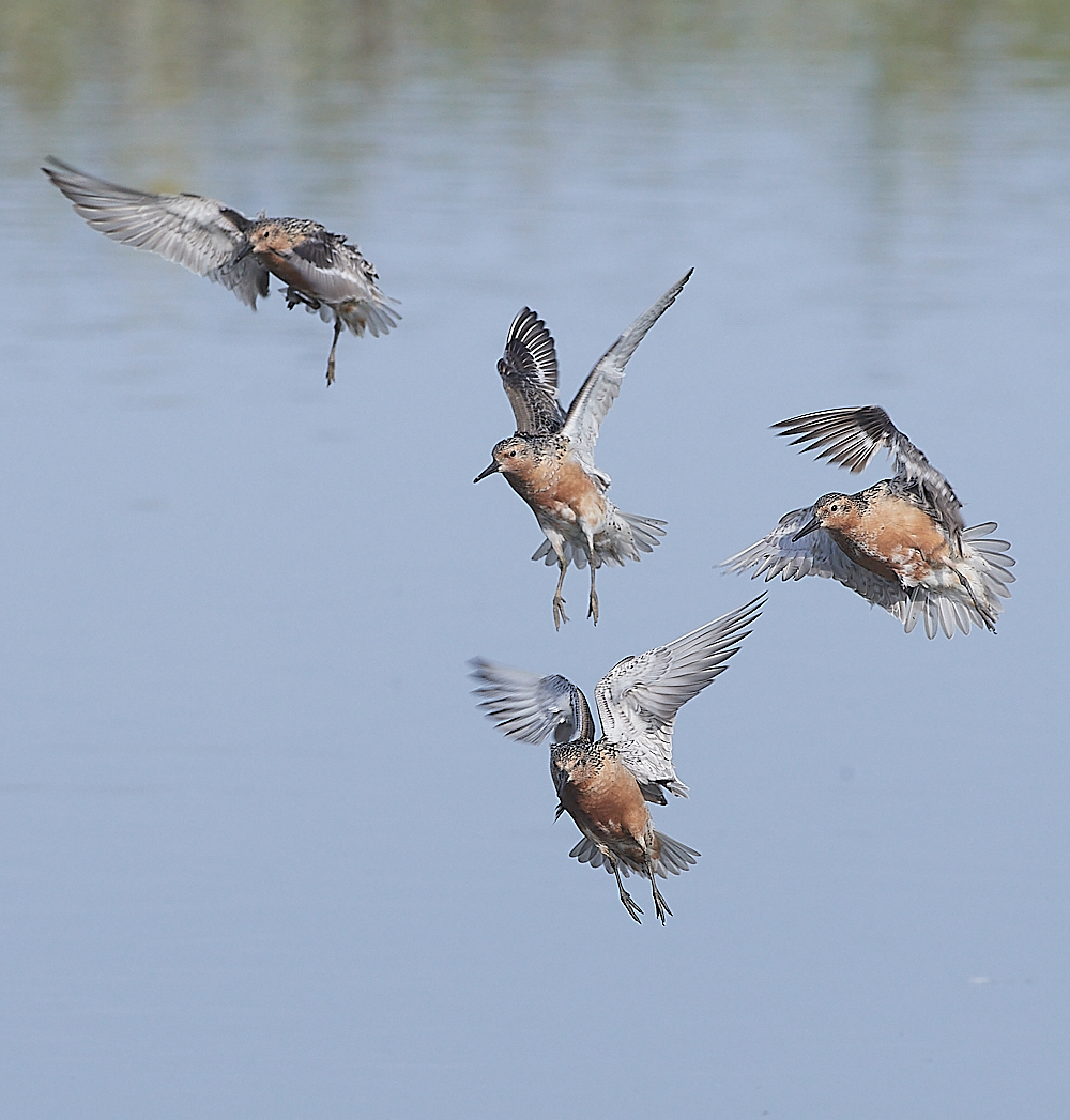 SnettishamKnot&#38;Dunlin280721-46