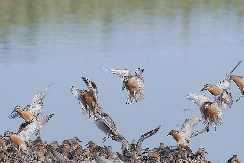 SnettishamKnot&#38;Dunlin280721-47