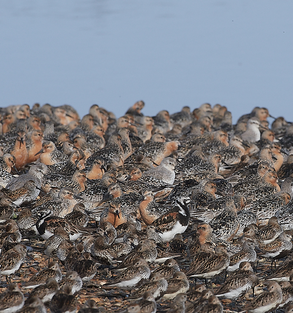 SnettishamKnot&#38;Dunlin280721-49