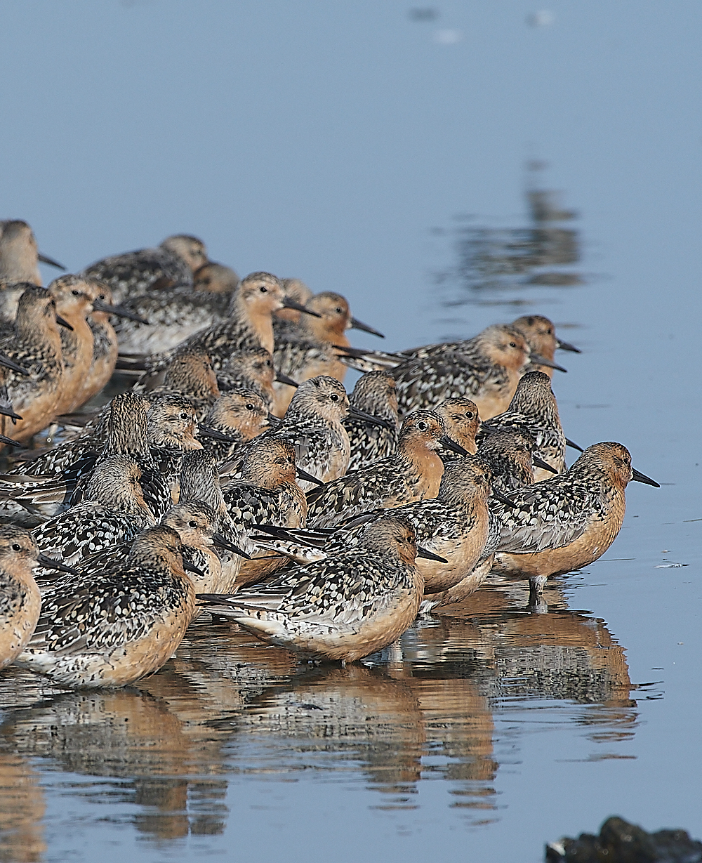 SnettishamKnot&#38;Dunlin280721-55