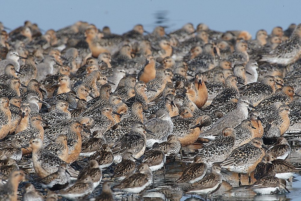 SnettishamKnot&#38;Dunlin280721-56