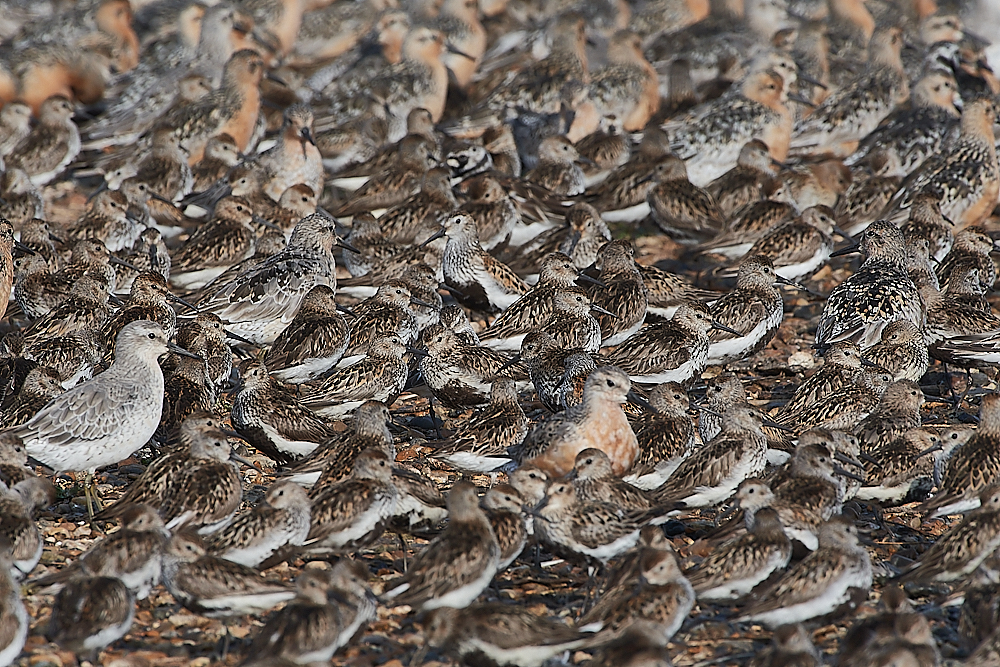 SnettishamKnot&#38;Dunlin280721-57