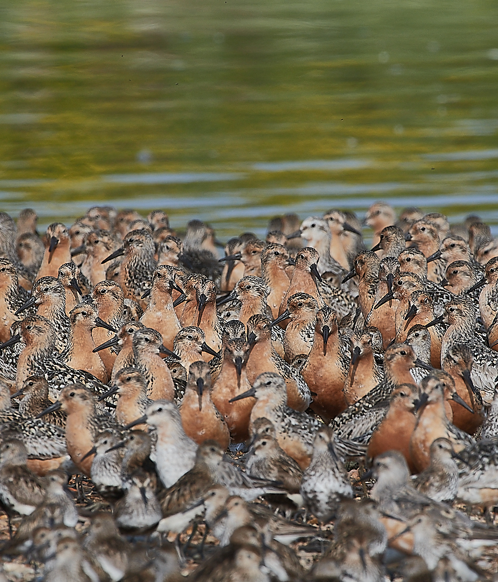 SnettishamKnot&#38;Dunlin280721-58