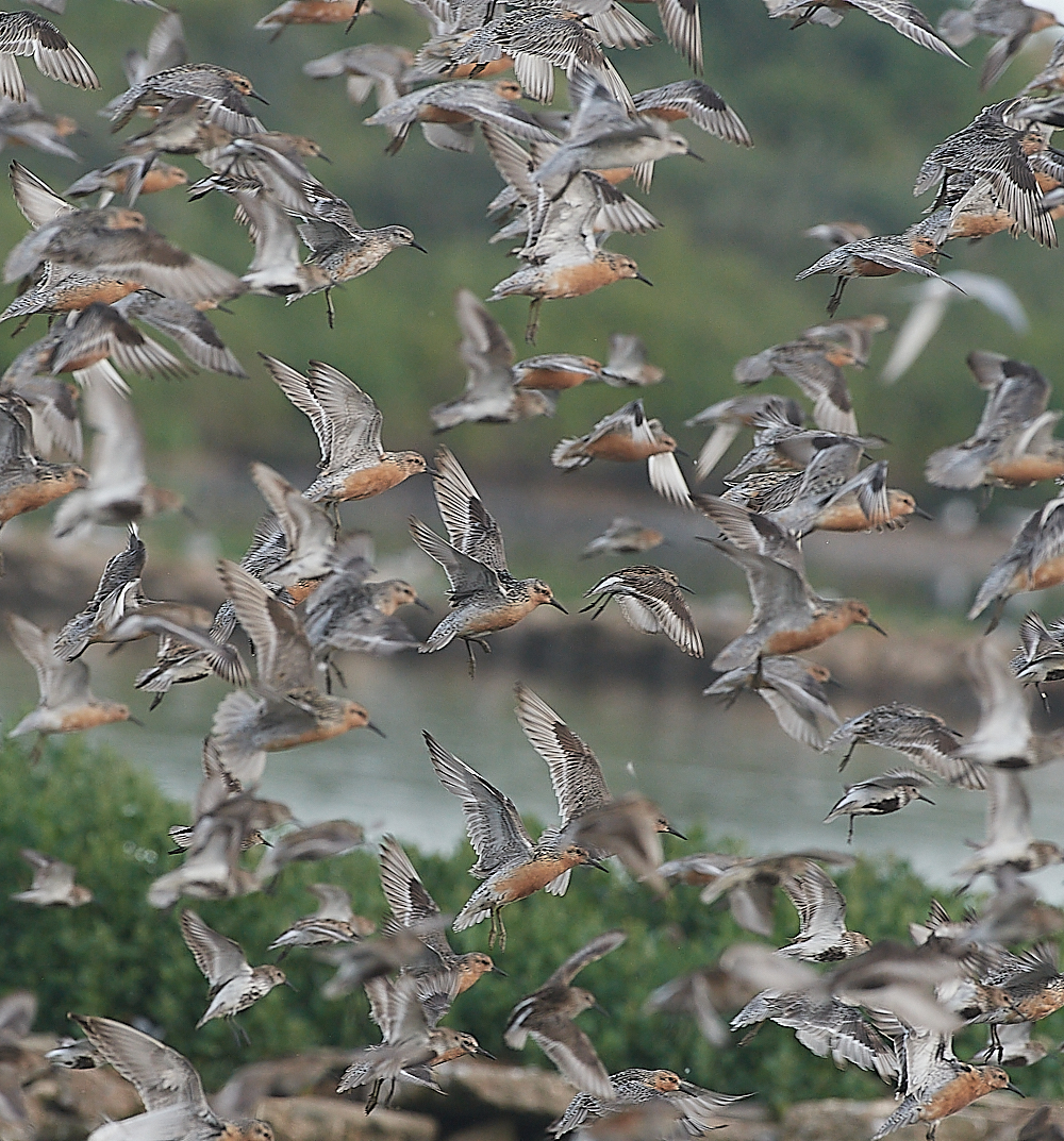 SnettishamKnot&#38;Dunlin280721-8