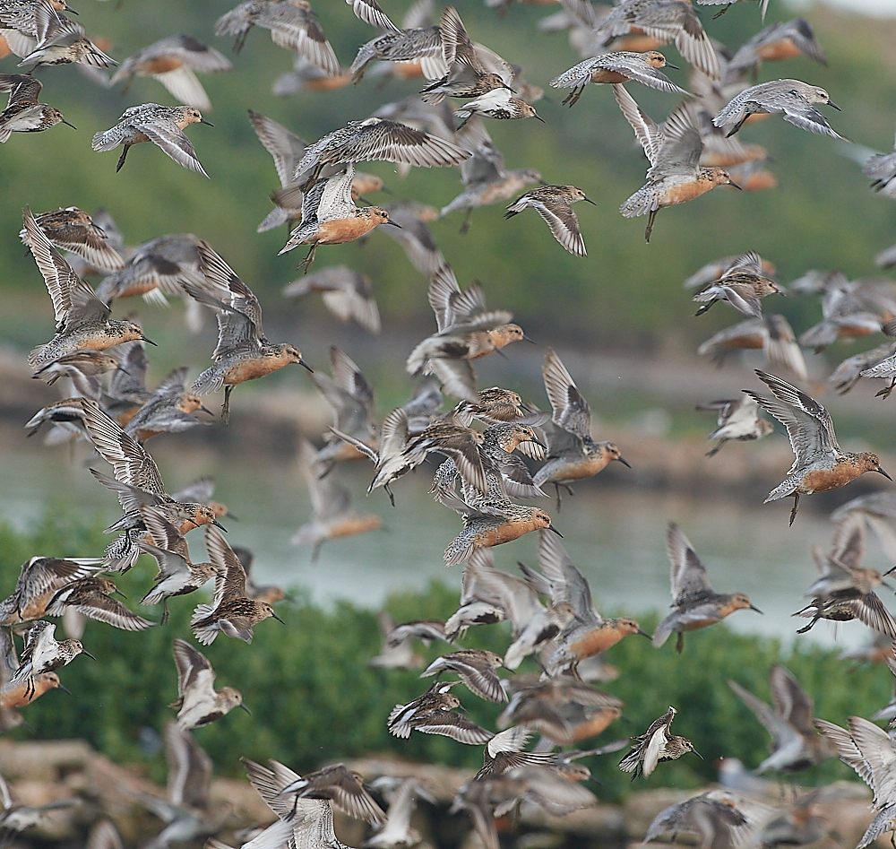 SnettishamKnot&#38;Dunlin280721-9