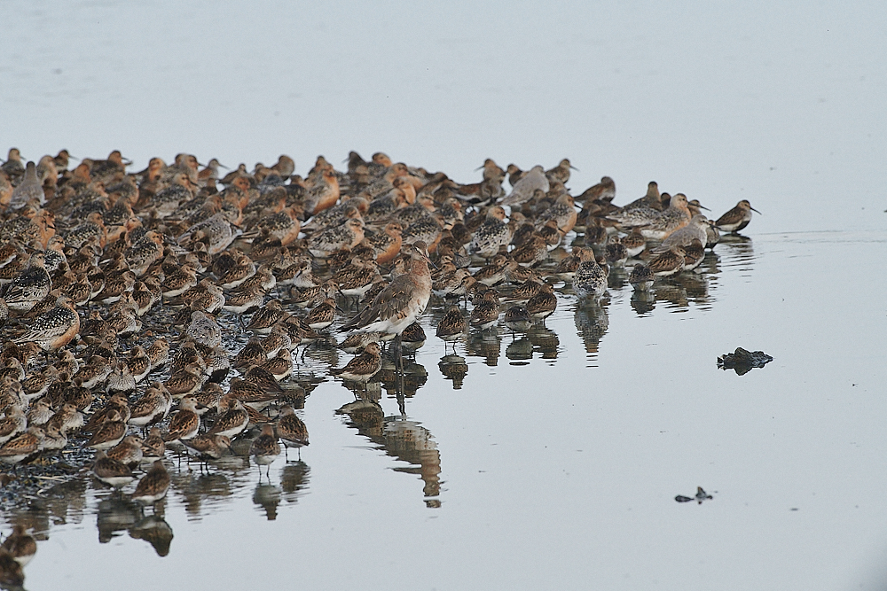 SnettishamKnotDunlin&#38;BTG270721-1