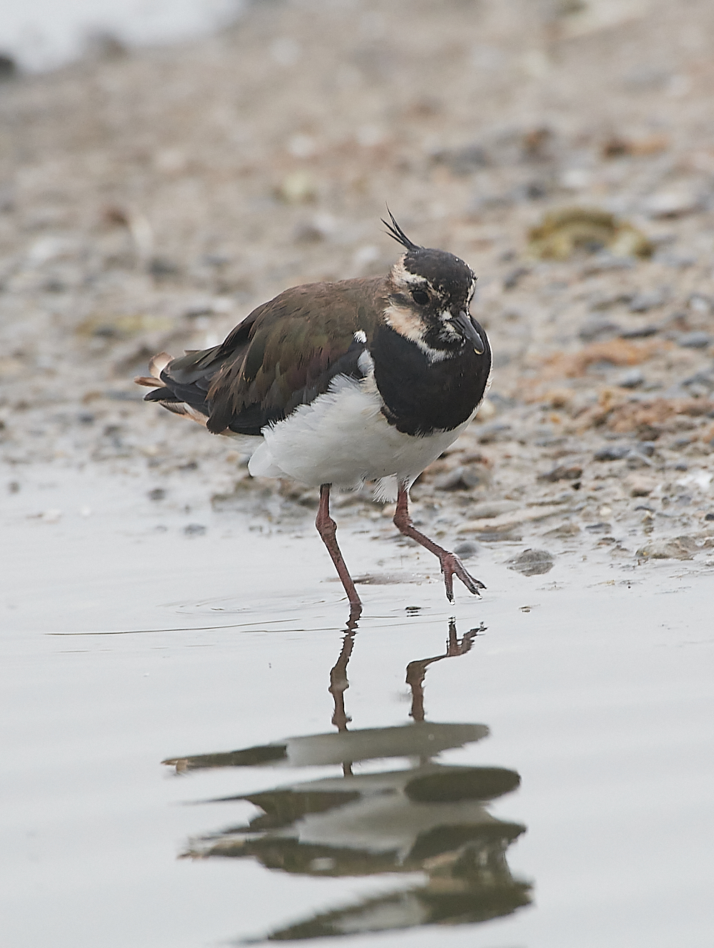 SnettishamLapwing250721-1