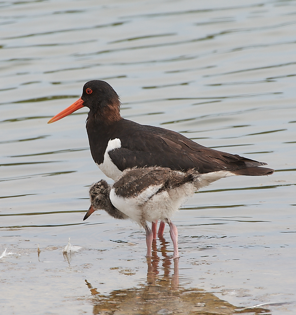 SnettishamOystercatcher280721-5