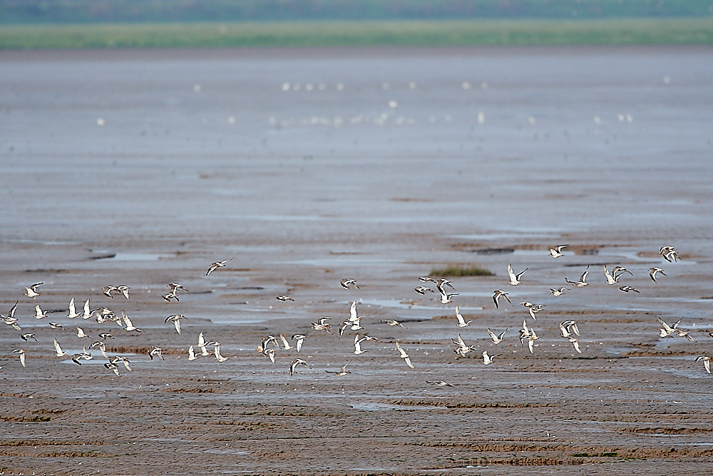 SnettishamRedshank110821-1