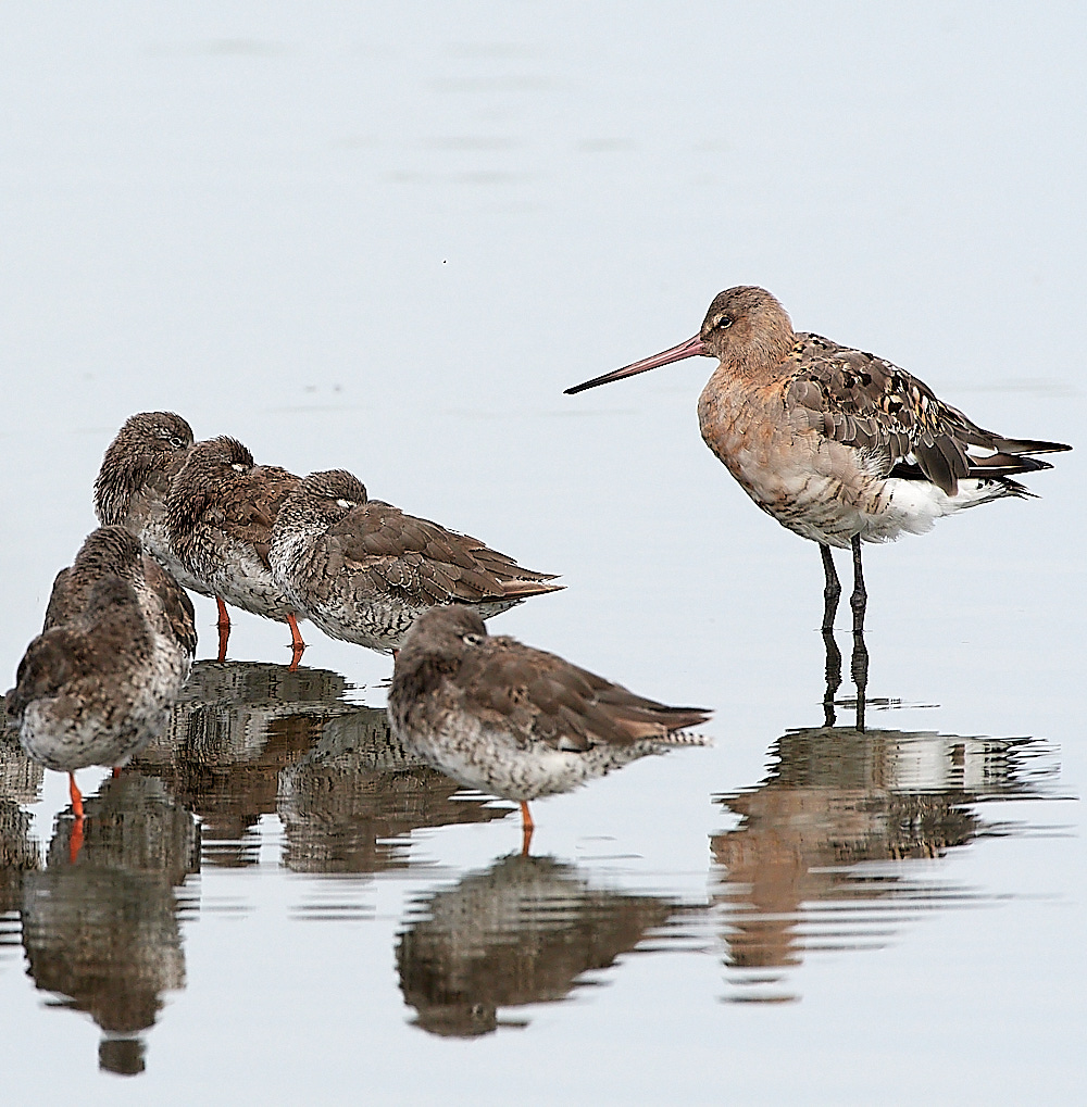 SnettishamRedshank110821-2