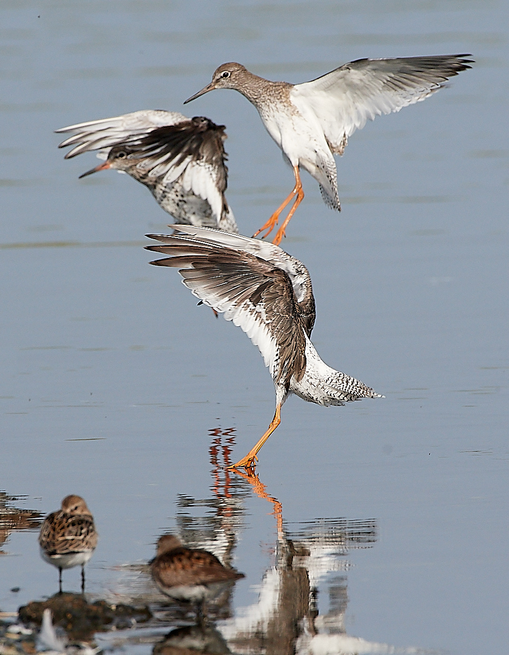 SnettishamRedshank110821-5