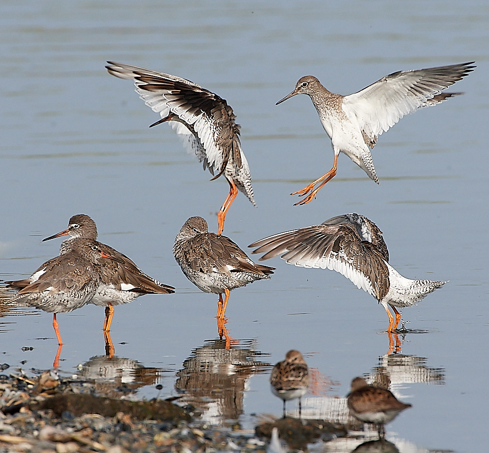 SnettishamRedshank110821-6