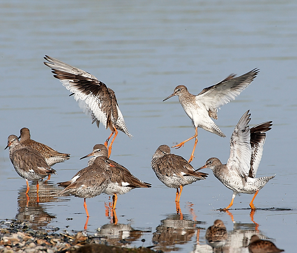 snettishamRedshank110821-7