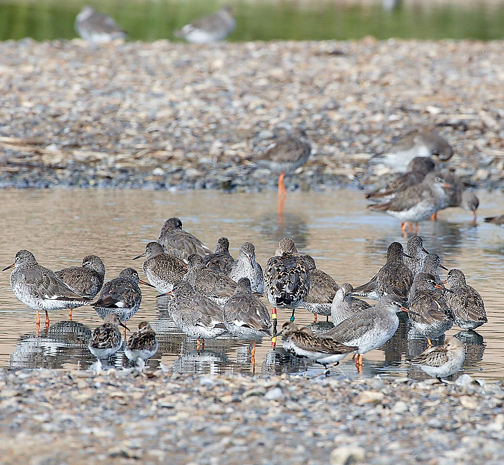 snettishamRedshank110821-8