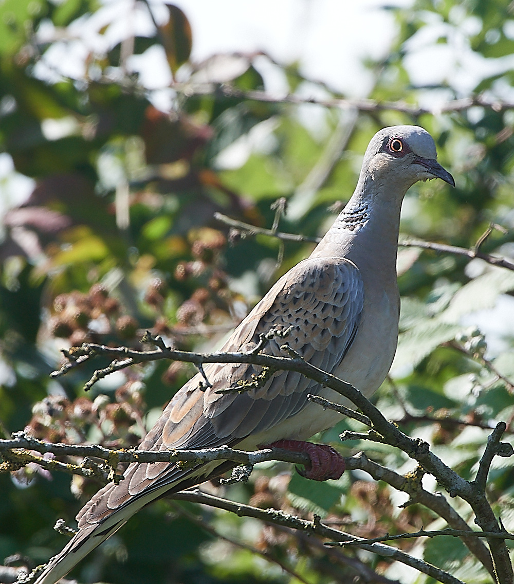 SnettishamTurtleDove120821-1