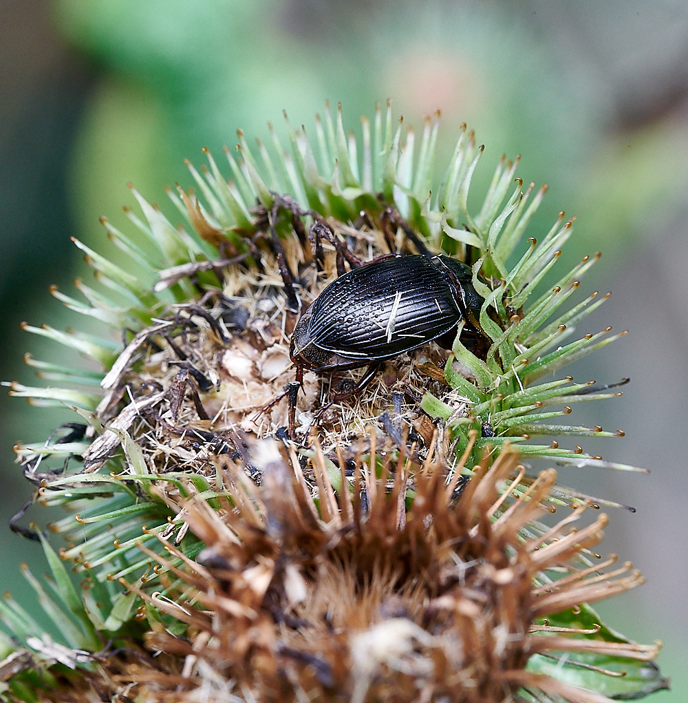 StrumpshawBeetle290821-1