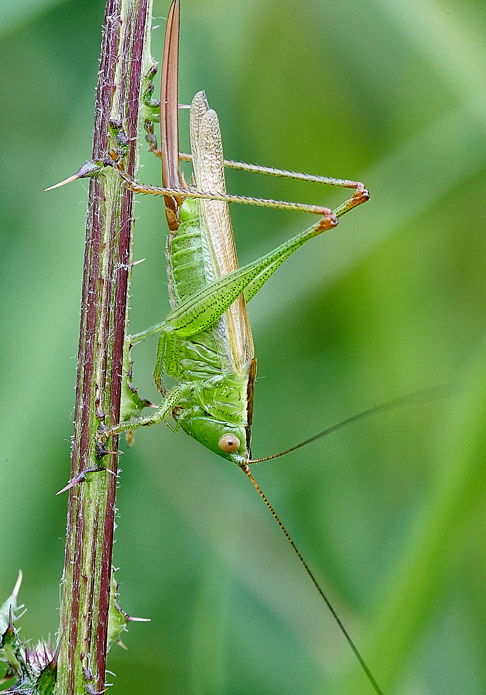 StrumpshawConehead280821-2