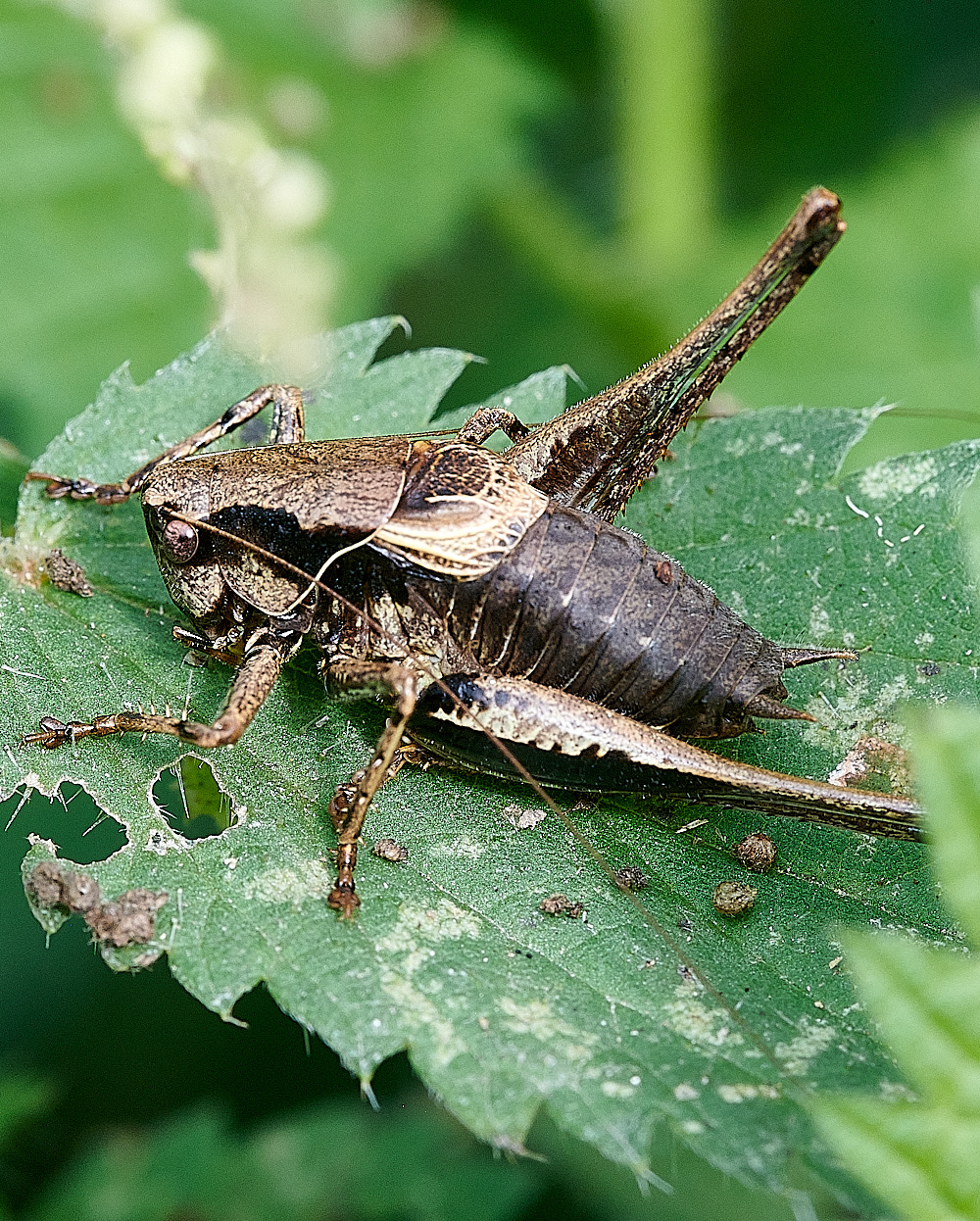 StrumpshawDarkBushCricket290821-1