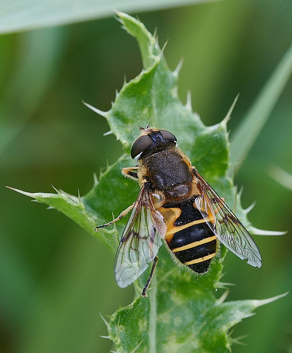 StrumpshawEristalis280821-1