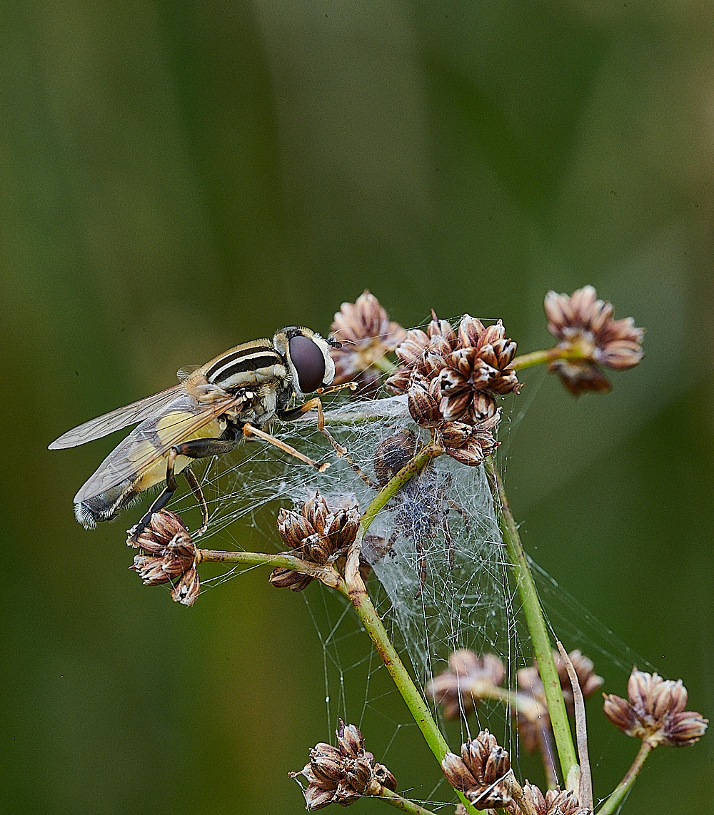 StrumpshawHtrivitatus280821-1