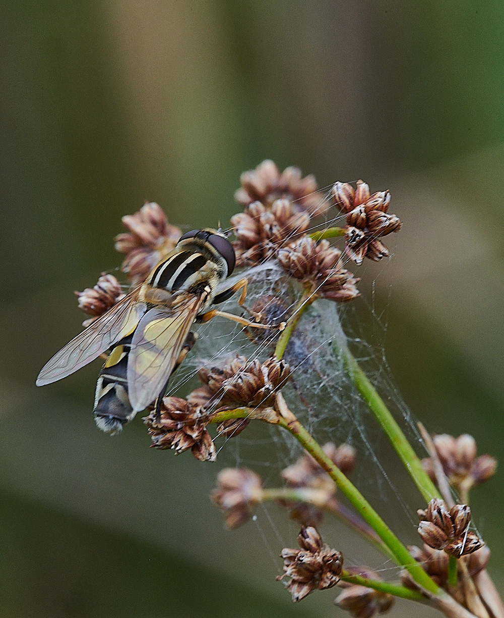 StrumpshawHtrivitatus280821-2