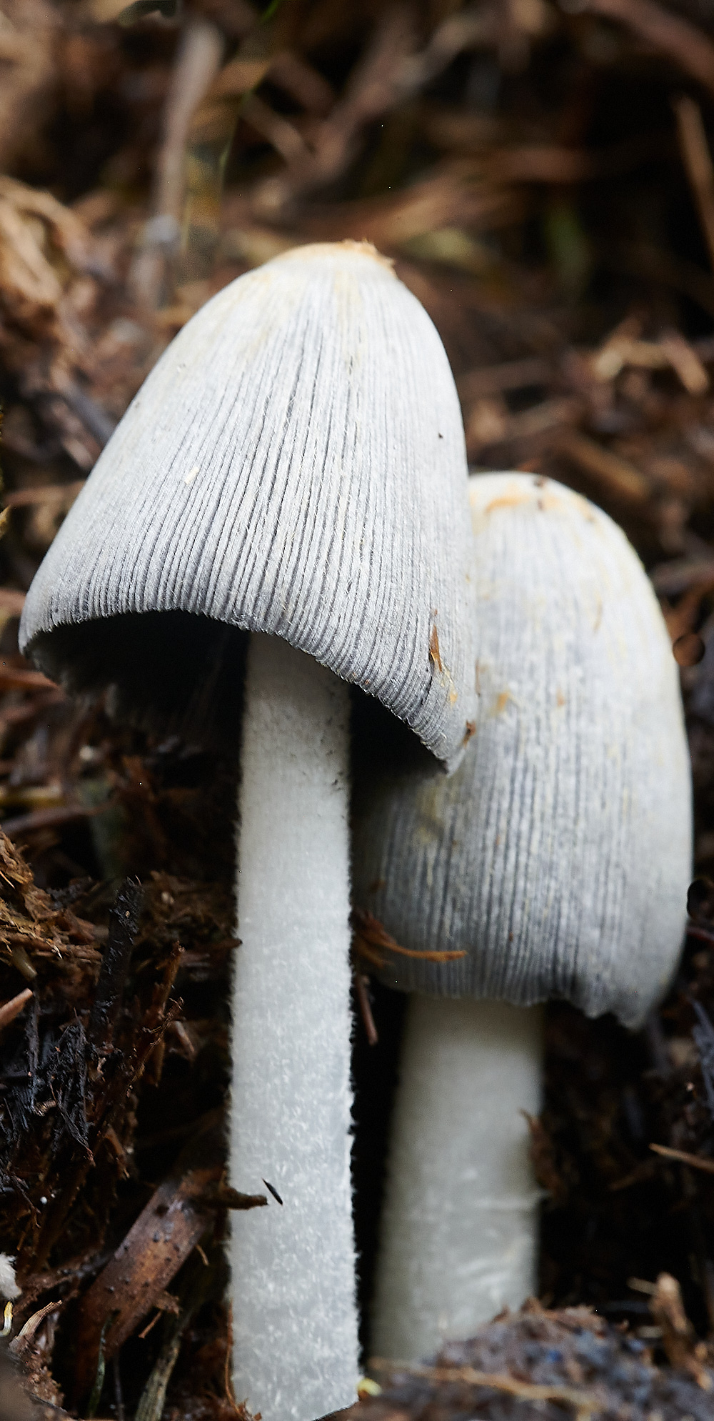 StrumpshawInkcap290821-1 1