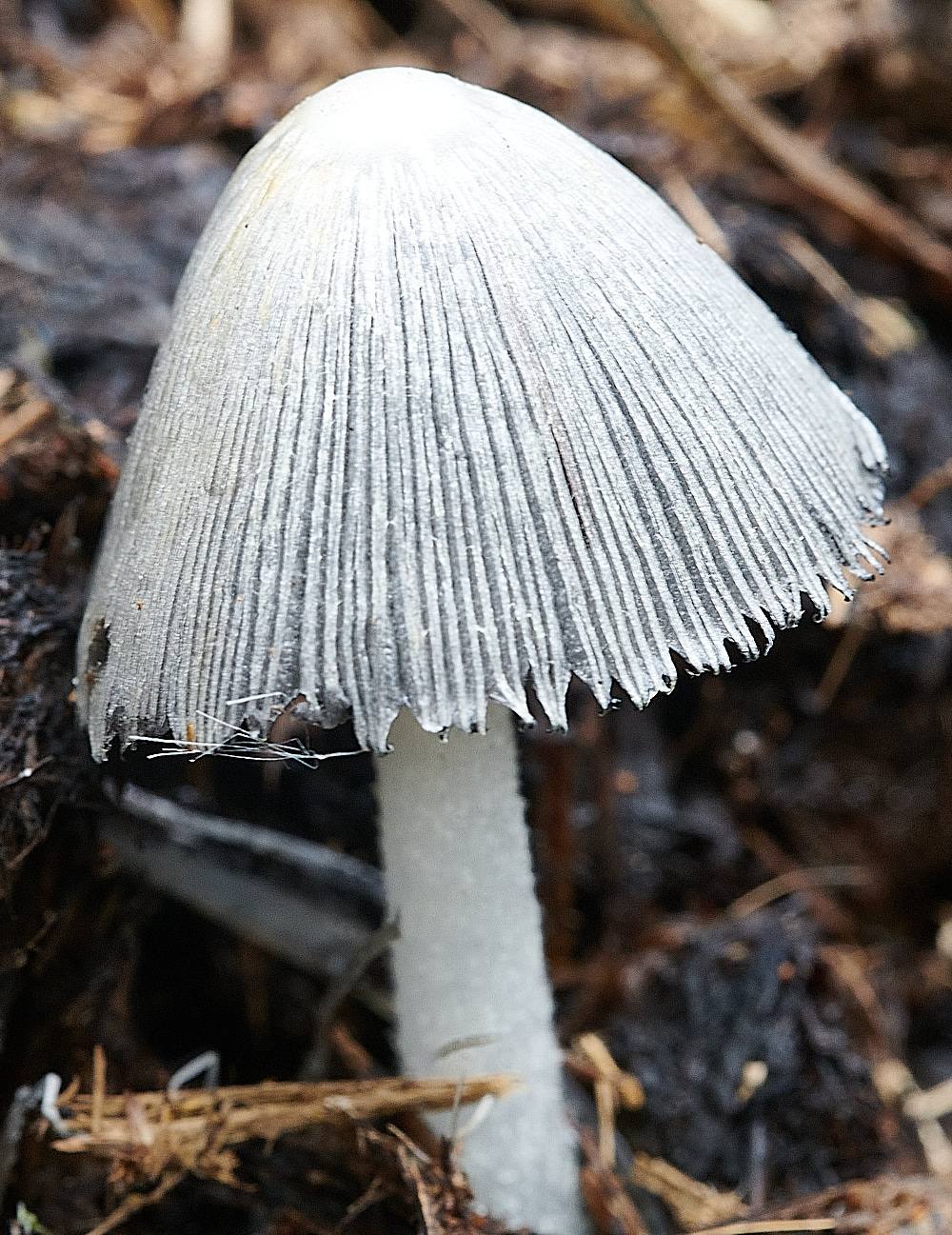 StrumpshawInkcap290821-2