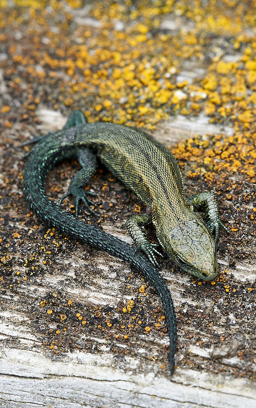 StrumpshawLizard280821-1