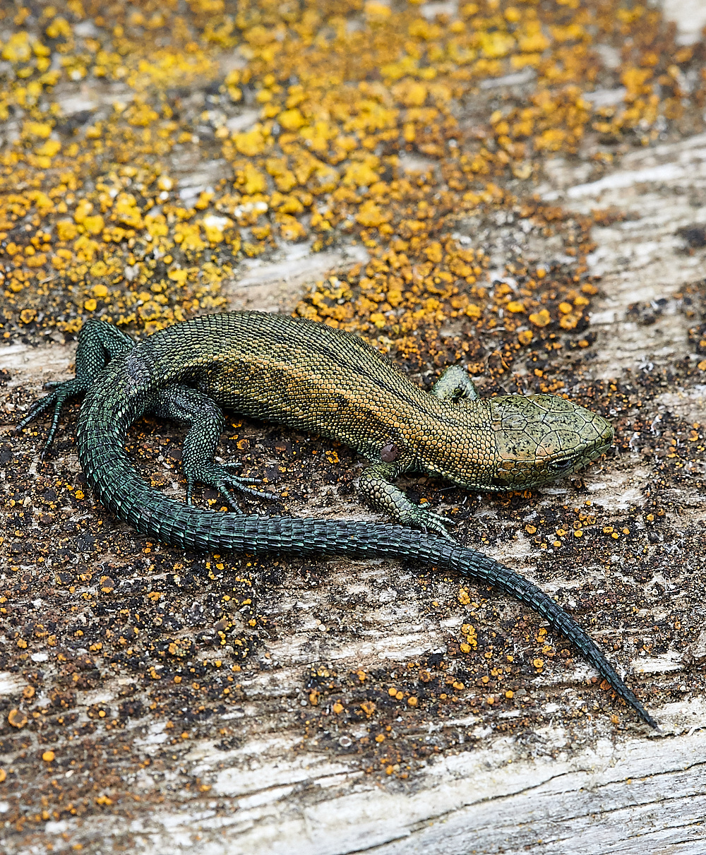 StrumpshawLizard280821-2