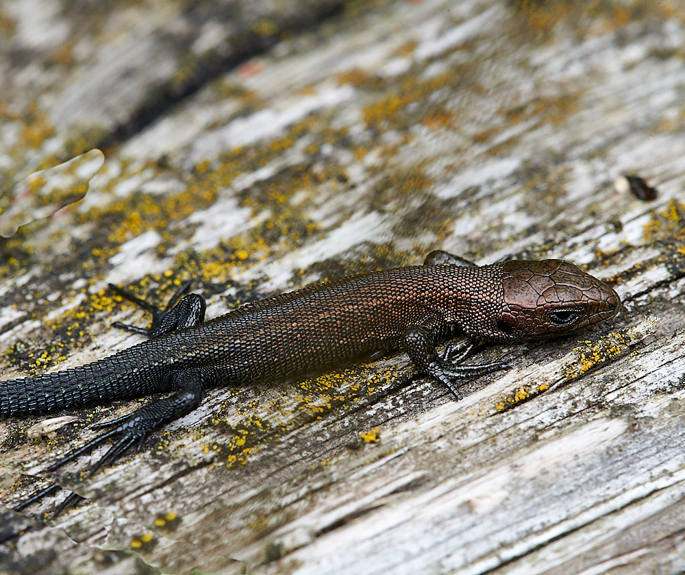 StrumpshawLizard280821-3