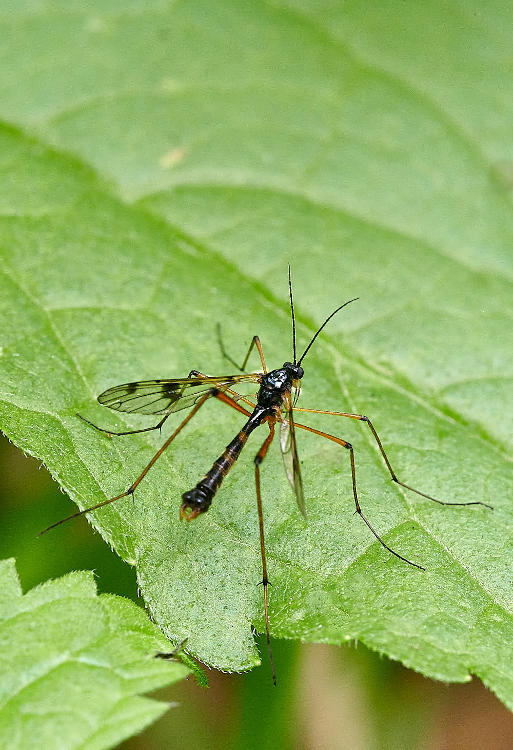 StrumpshawPhantomCranefly290821-2