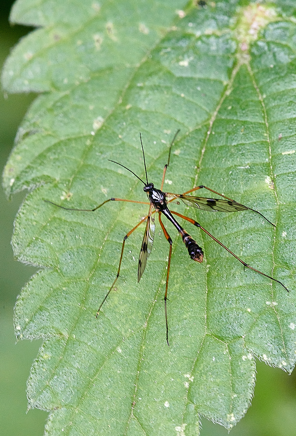 StrumpshawPhantonCranefly290821-1