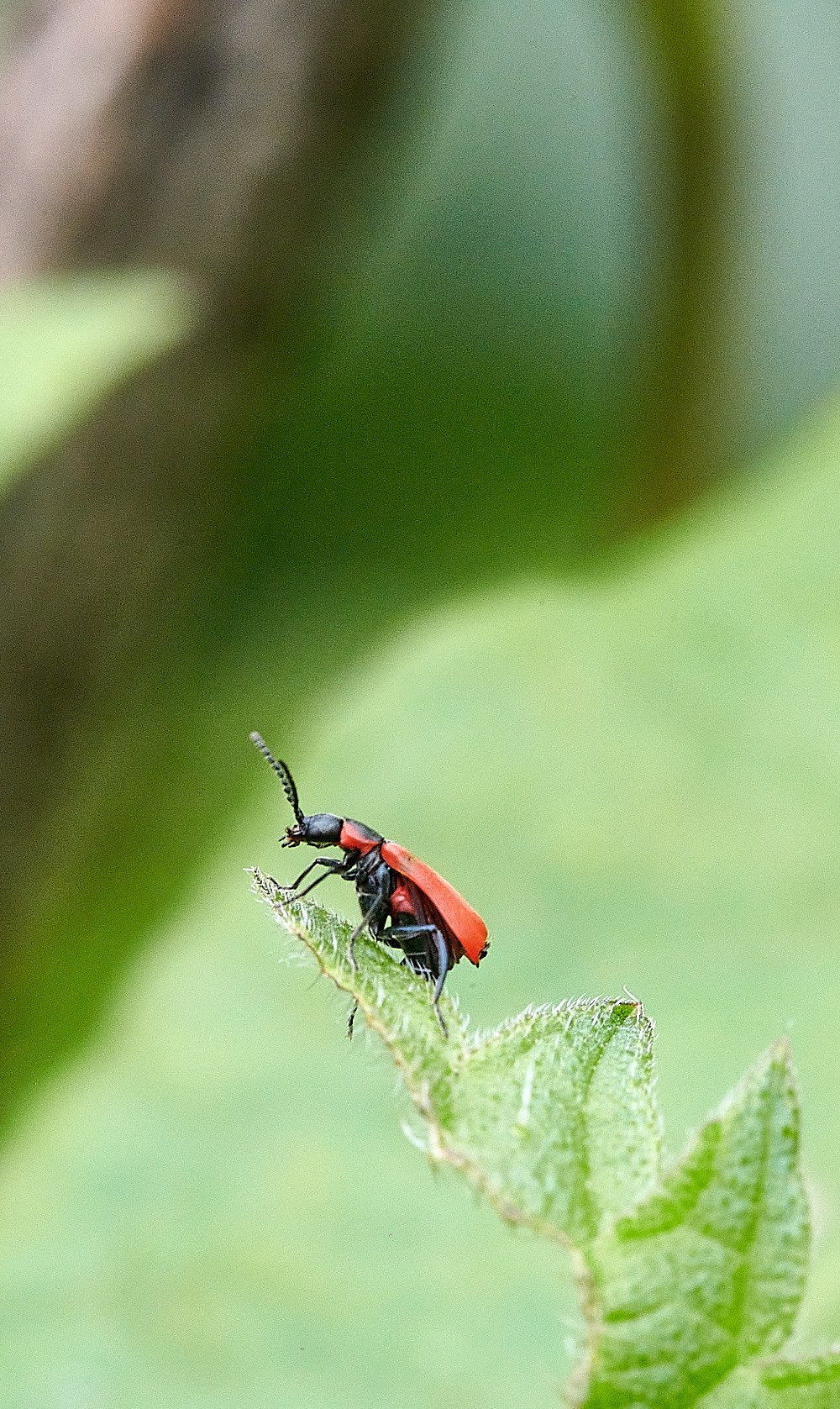 StrumpshawRedBeetle290821-2