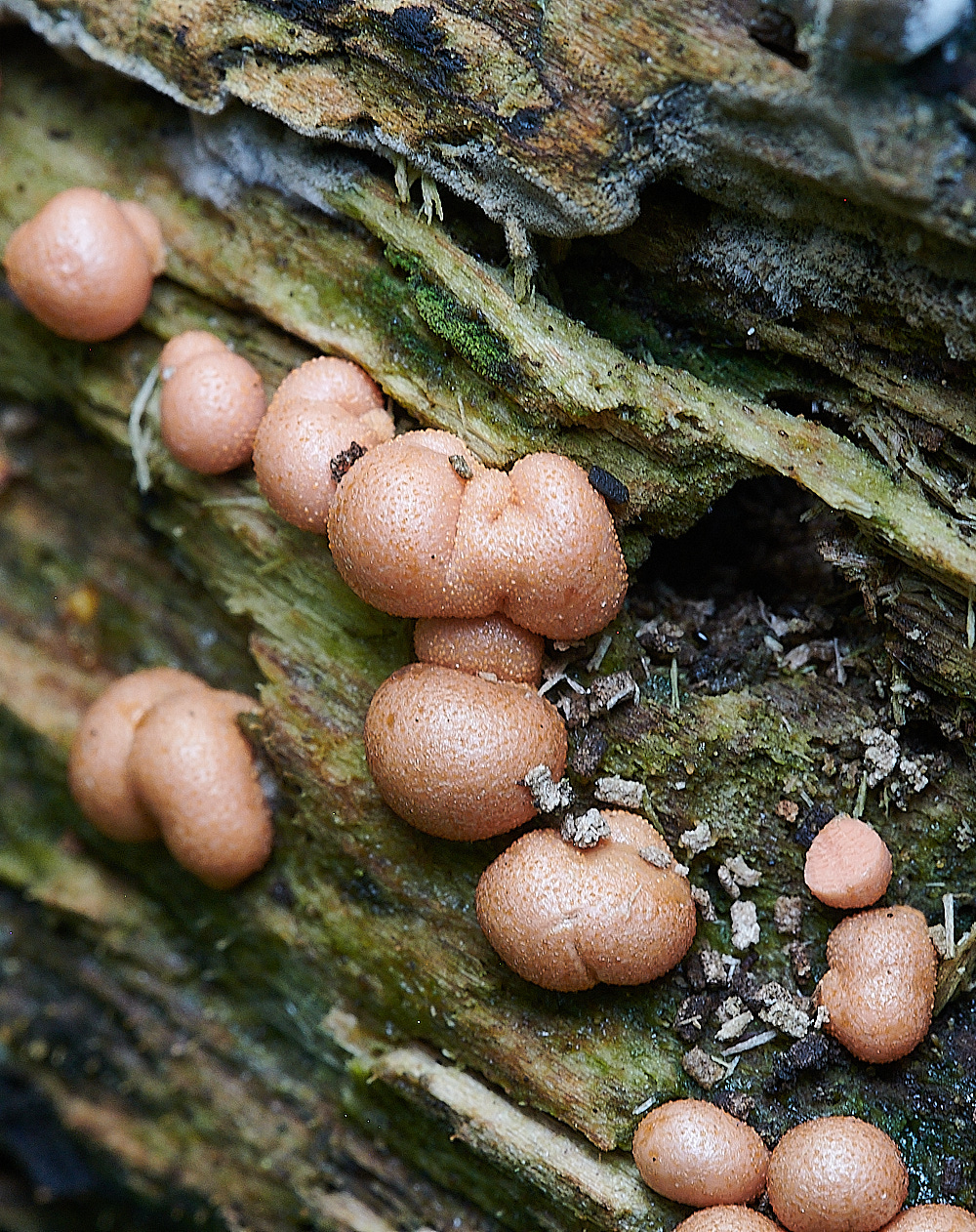 StrumpshawSlimeMold280821-1