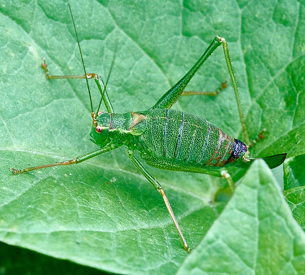 StrumpshawSpeckledBushCricket280821-1