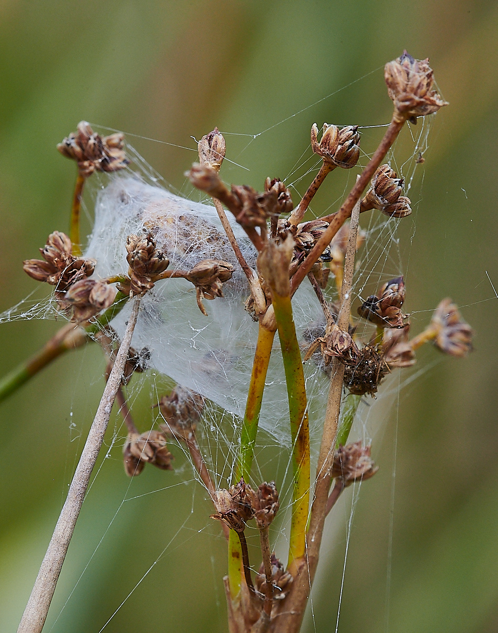 StrumpshawSpidersNest280821-1