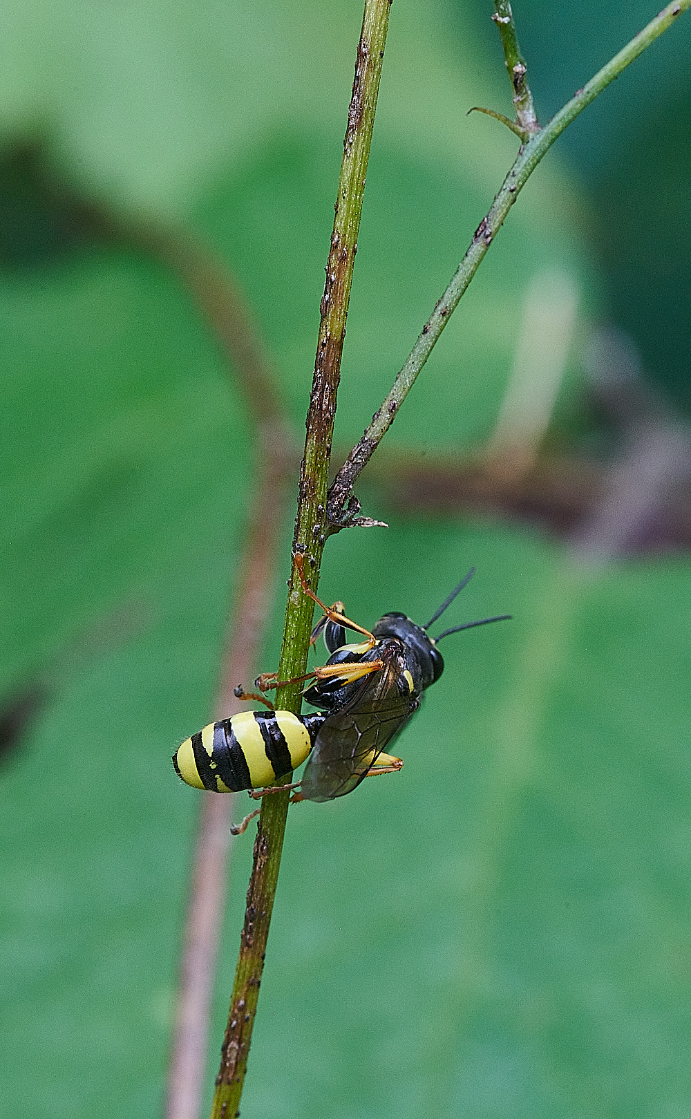 StrumpshawWasp280821-1