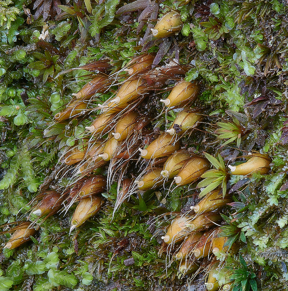 Wales1Diphyscumfoliosum120921-1