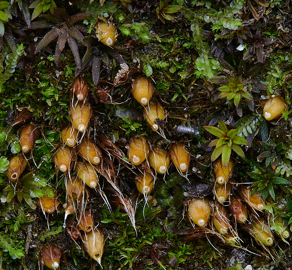 Wales1Diphyscumfoliosum120921-2