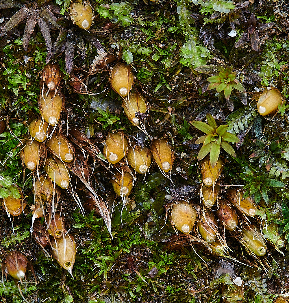 Wales1Diphyscumfoliosum120921-3