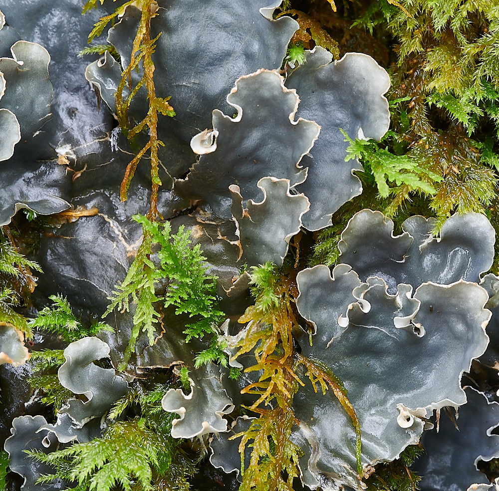 Wales1Lichen1120921-1