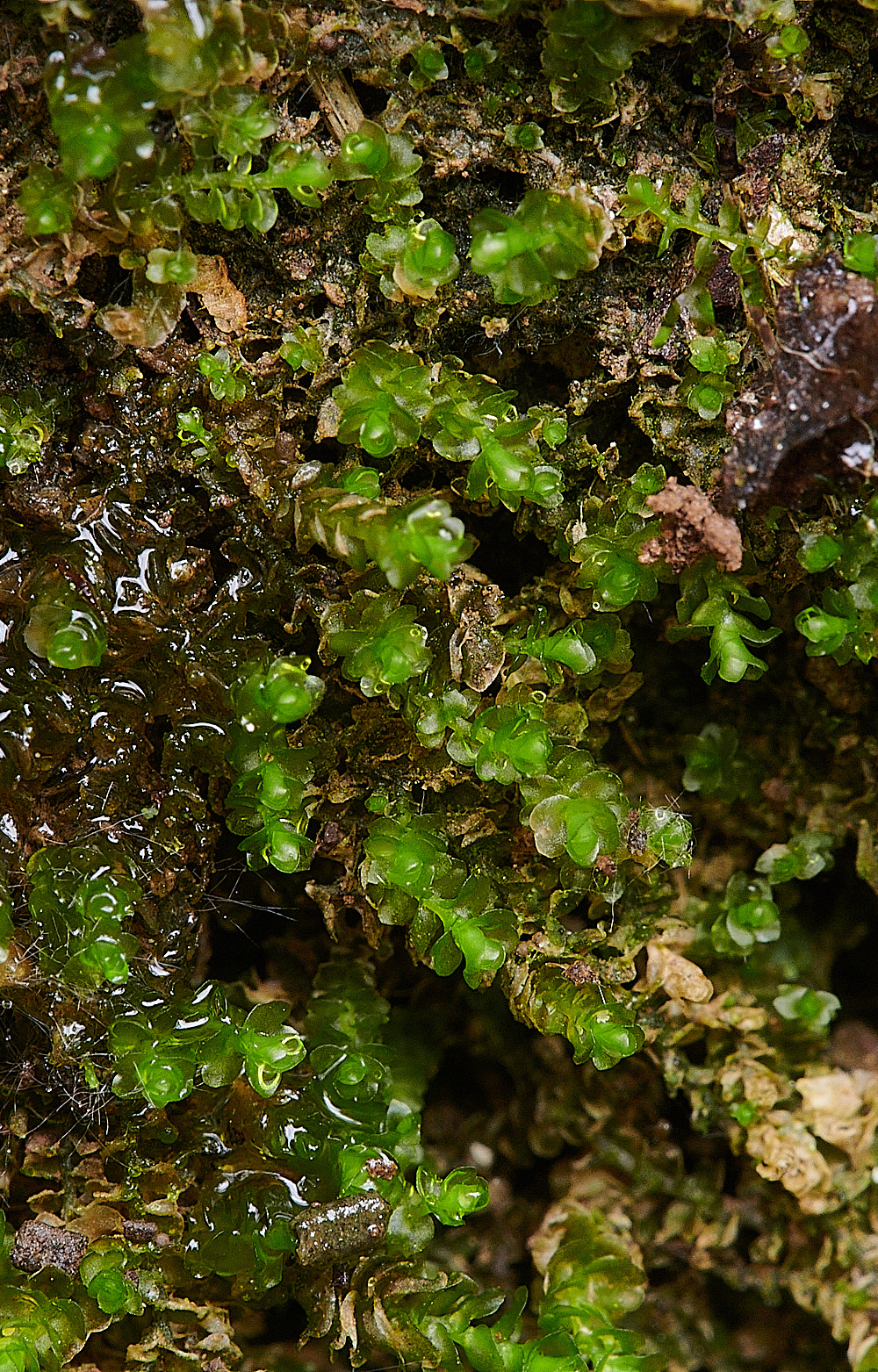 Wales1Liverwort1120921-1