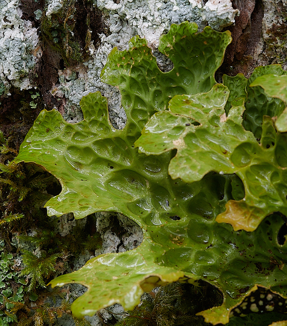 Wales1Lpulmonaria120921-1