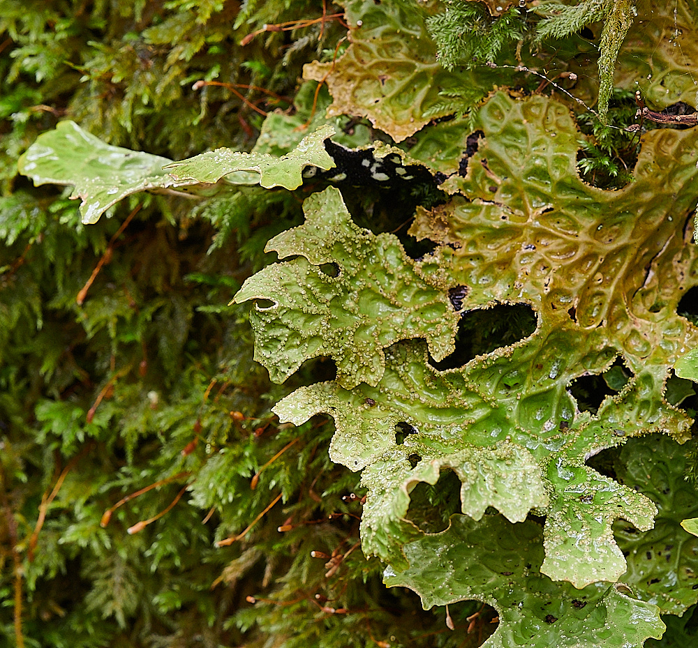 Wales1Lpulmonaria120921-2